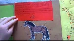 Check spelling or type a new query. Lapbook Basi Pferde Youtube