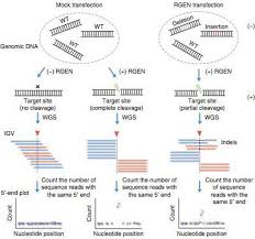 How Accurate Is Crispr