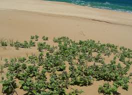 Image result for Vitex fischeri