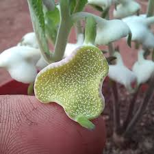 Image result for Sclerocroton oblongifolius