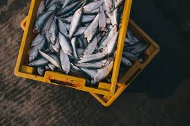 Sayangnya, masih banyak orang yang tidak mengetahui perbedaan antara ikan tuna, tongkol, dan cakalang. Penyebab Gatal Setelah Makan Ikan Laut Artikel Pertanian Terbaru Berita Pertanian Terbaru