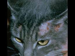 British Shorthair Mantar Youtube Hayvan Hayvanlar Kedi