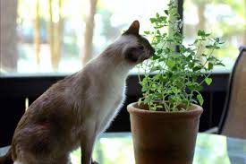 Thinking about giving your kitty some of the extras off your plate? 7 Plants To Grow For Cats Hgtv