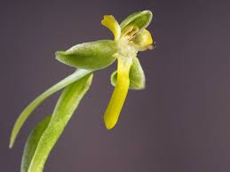 Image result for Habenaria disparilis