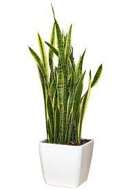 Pin On Hard To Kill Plants