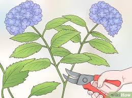 When to remove hydrangea blooms? 3 Ways To Cut Hydrangea Blooms Wikihow