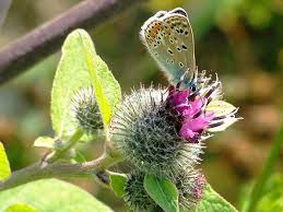 Image result for Argyrolobium tomentosum