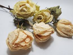It is possible that products vary in size, shape and color. Dried White Rose Buds With Stemthese Are Natural White Roses Etsy Rose Buds White Roses Dried Flowers