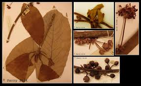 Image result for Actinodaphne