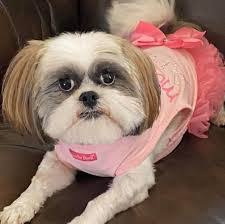 Where can i adopt a shih poo? Top 5 Shih Poo Rescues Small Breed Rescues 2021 We Love Doodles