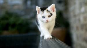 Cat Wallpaper 4k Pc Ideas Cute Cat Wallpaper Kitten Wallpaper Kittens Cutest