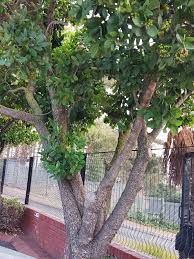 Image result for Casearia gladiiformis