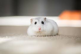 pin em micropigmentacao