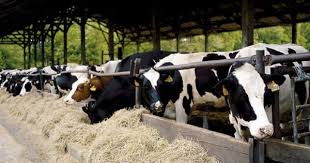 Epingle Sur La Ferme De Viltain Et Le Marche De La Ferme