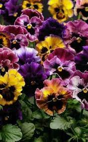 Annual Gardening And Annual Garden Deign Plants Beautifulflowers Amazingflowers Pansies Flowers Flower Seeds Flower Landscape