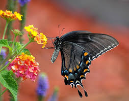 The question is, of course, what kind of flowers do butterflies like? 17 Best Plants And Flowers For Attracting Butterflies Gardensall
