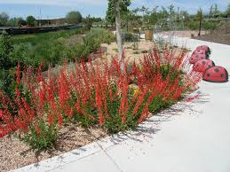 Penstemons are easily grown from seed, which may be sown in the open in late fall, or at any time during the winter. Flowers Savingutahwater
