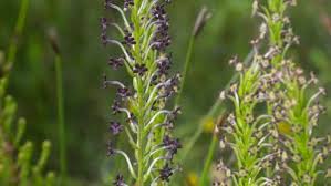 Image result for Schizaea pectinata