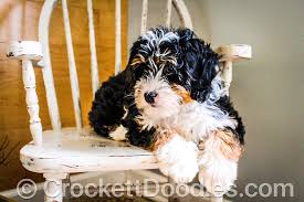 Michigan (ann arbor, detroit, grand rapids, kalamazoo, lansing) illinois (peoria, springfield, chicago) pennsylvania (lancaster, pittsburgh, philadelphia) we are pleased to invite you to visit each breed page on our website to find out many details about our puppies and to choose a pup that perfectly fits your lifestyle. Bernedoodle And Mini Bernedoodles For Sale