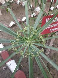 Image result for Cyperus tenuiculmis
