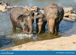 Image result for pinawella