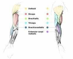 These flexor muscles are all located on the anterior side of the upper arm and extend from the humerus and scapula to the ulna and radius of the forearm. Muscle Names Anatomy For Artists Arm Muscles Muscle Names