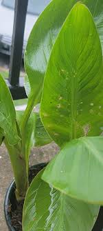 We did not find results for: The Latest Leaf On My Potted Canna Lily Unfurled With All These Holes But I Can T Find Any Insects I Recently Repotted It And Examined The Roots Soil Nothing Zone 8 I Ve Had