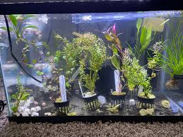 The county of san diego vector control program raises and distributes mosquitofish, also known as gambusia affinis. Grabbed These And Much Much More Today Nervous To Try Petco Plants But Wish Me Luck Plantedtank