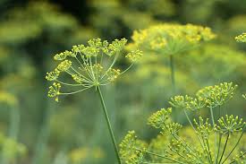 48,972 Fennel Plant Stock Photos, Pictures & Royalty-Free Images - iStock |  Fennel flower, Rosemary, Fennel bulb