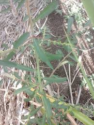 Image result for Phyllanthus mendesii