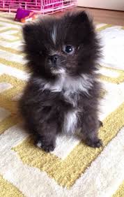 Black And Brown Pomeranian For Sale Pomeranian Does Your Dog Measure Up And Does It Matter Cute Baby Animals Cute Animals Puppies