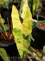 Pin By Lyndsey Winnington On Philodendron Variegated Billietiae In 2020 Plant Leaves House Plants Plants