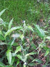 Image result for Commelina