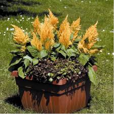 Image result for Celosia elegantissima