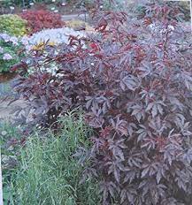 They prefer a moist soil in full sun or partial shade, but do not like 'wet. 25 Bio Samen Cranberry Edible Red Leaf Hibiscus Hibiscus Acetosella Amazon De Garten