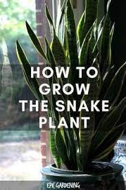 Snake Plant Care Growing The Mother In Law S Tongue Epic Gardening Plants Snake Plant Care House Plants Indoor