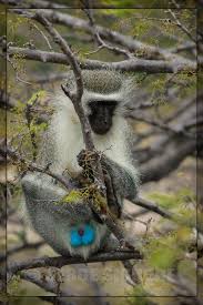 Vervet Sud Africain Africaine Afrique