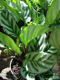 Calathea Concinna Calathea Concinna Prayer Plant Calathea Concinna Lhas Light Green Leaves With Dark Green Stripes In A Palm Li Plants Calathea Cool Plants