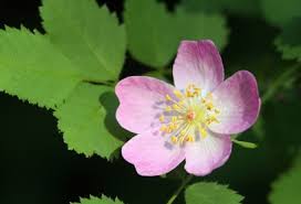 Image result for Rosaceae