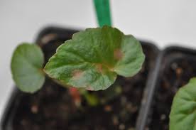 Image result for Begonia oxyloba