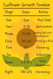 Sunflower Growth Timeline And Life Cycle 8 Stages With