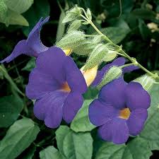 Image result for Thunbergia battiscombei