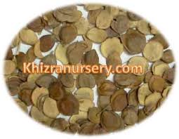 We did not find results for: Nyctanthes Arbor Tristis Night Flowering Jasmine Coral Jasmine Seeds For Sale 1kg 10kg