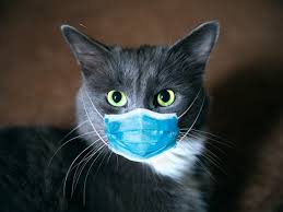 By clicking create alert you accept the terms of use and privacy notice and agree to. How We Found Coronavirus In A Cat
