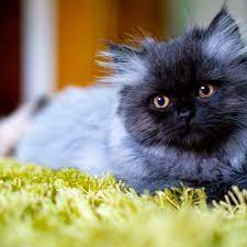 Check spelling or type a new query. 15 Best Adorable Names For Persian Cats