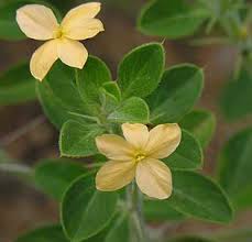 Image result for Barleria tanzaniana
