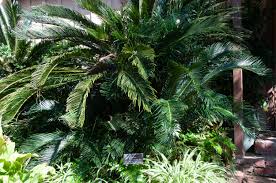 Image result for Cycadaceae