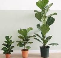 Ficus Lyrata Care | Caring For a Banjo Fig | Plant Resource
