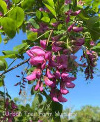 Image result for Robinia