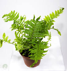 Image result for Arthropteris palisotii